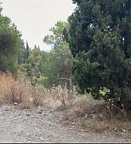 Me Perdí En El Bosque, Y Allí Había Un Hombre. - PelisXXX.me